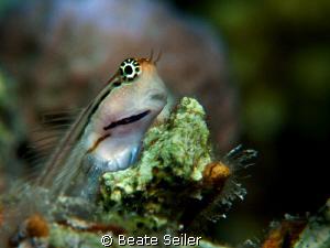 Redlip Blenny , taken with Conon G10 and UCL165 by Beate Seiler 